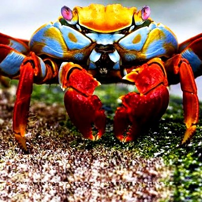 A beautiful Sally Lightfoot Crab400